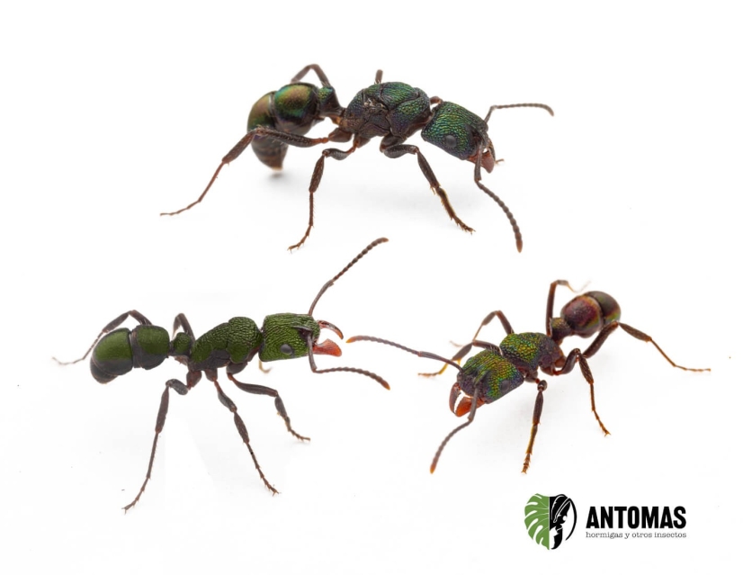 Rhytidoponera metallica: compra y cuidados | Antomas