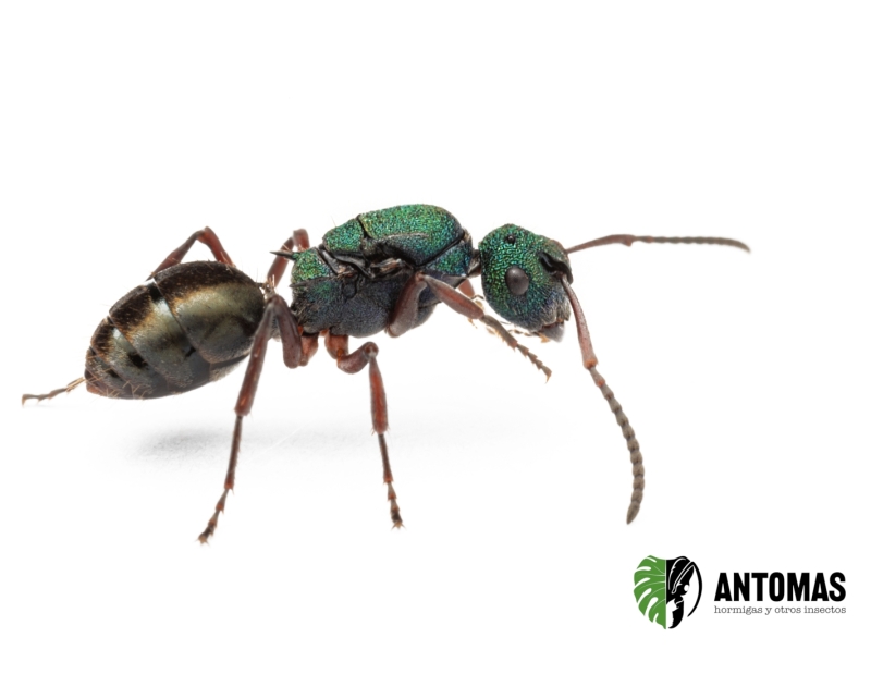 Polyrhachis hookeri