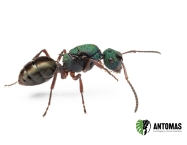 Polyrhachis hookeri