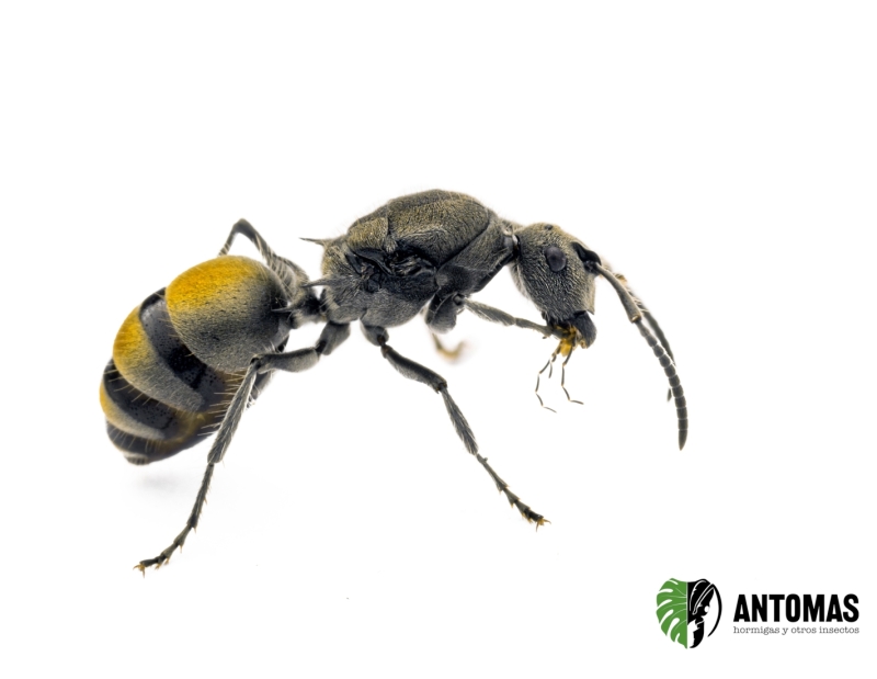 Polyrhachis vermiculosa