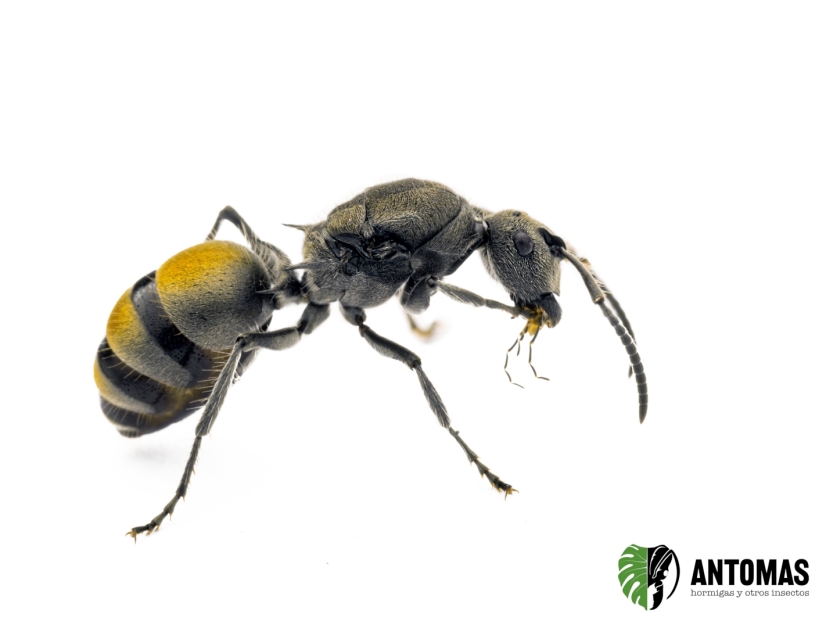 Polyrhachis vermiculosa