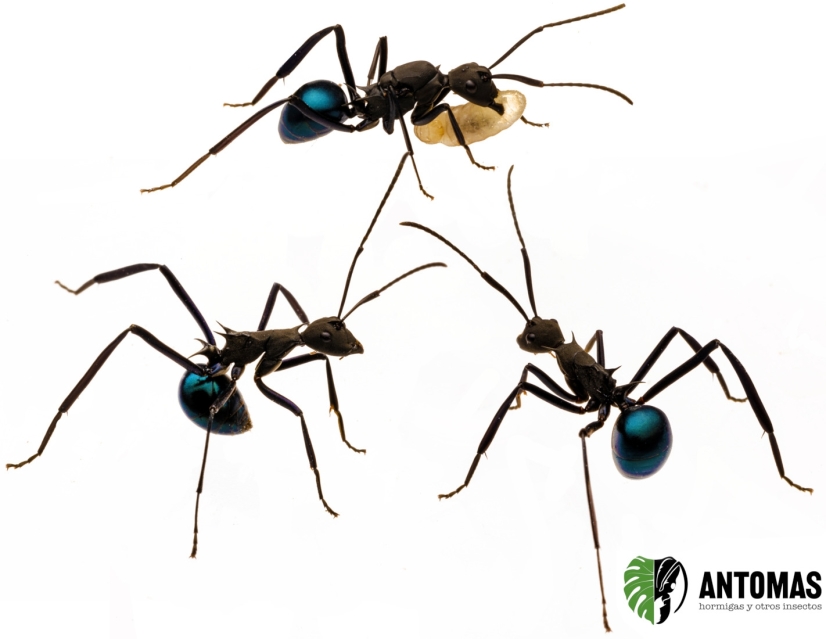 Polyrhachis tubifex - Hormiga obsidiana