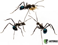 Polyrhachis tubifex - Hormiga obsidiana