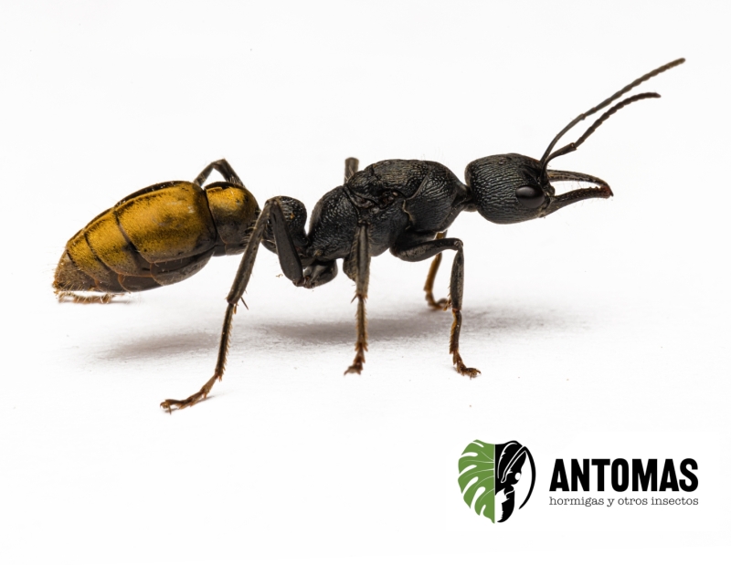 Myrmecia piliventris | Fourmi bulldog dorée | Antomas