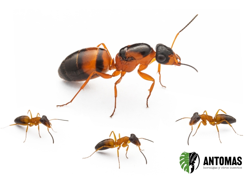 Opisthopsis rufithorax - Strobe Ant