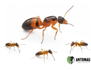 Opisthopsis rufithorax - Strobe Ant