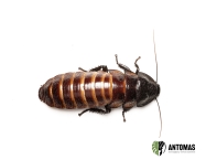 Gromphadorhina portentosa – Cucaracha Gigante Silbadora de Madagascar