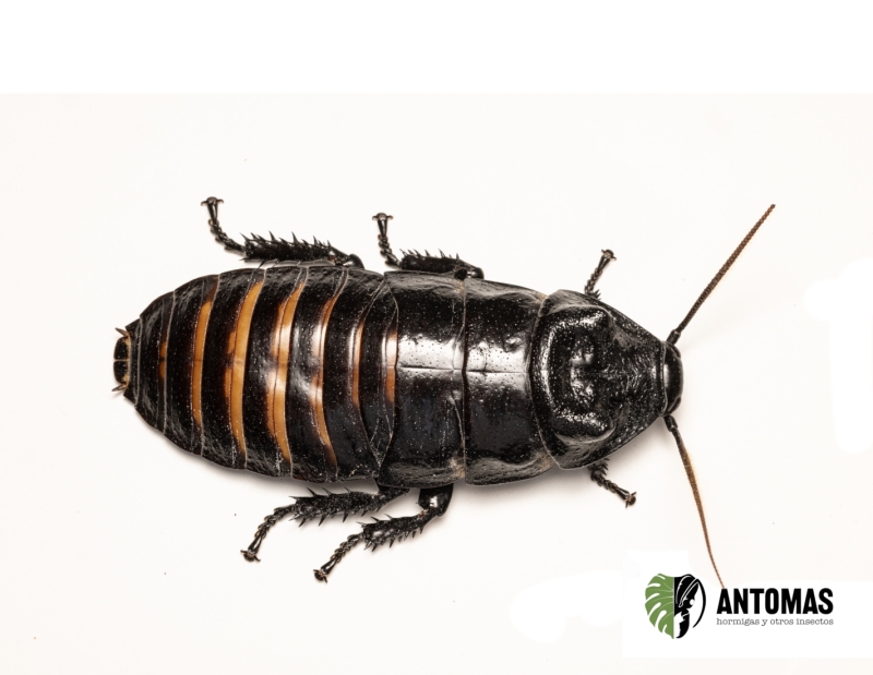 Gromphadorhina portentosa – Cucaracha Gigante Silbadora de Madagascar