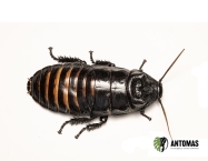 Gromphadorhina portentosa – Cucaracha Gigante Silbadora de Madagascar