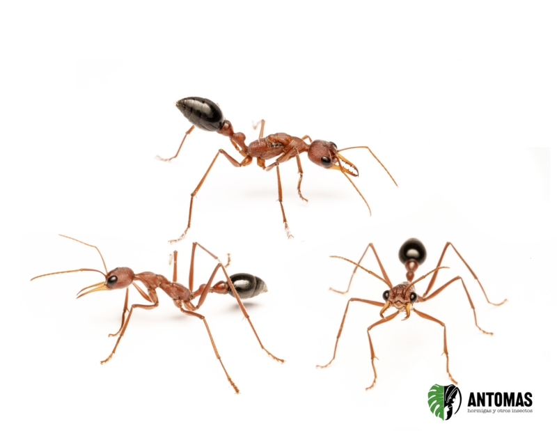 Myrmecia pavida – Hormiga Bulldog de Australia Occidental