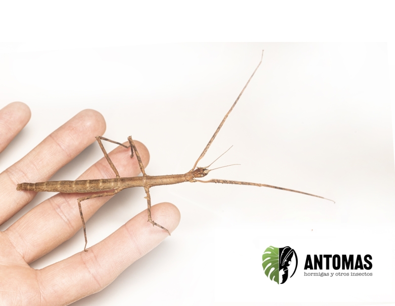 Medauroidea extradentata – Insecto Palo