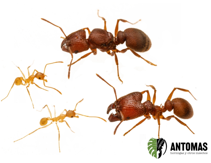 Pheidole sp "Yellow"- Hormiga Soldado Amarilla