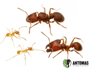 Pheidole sp "Yellow"- Hormiga Soldado Amarilla