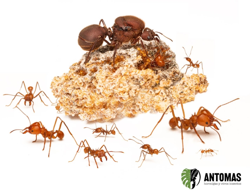 Atta mexicana | Hormiga Cortadora Gigante | Antomas
