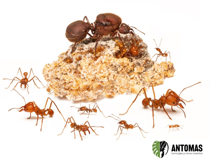 Atta mexicana | Hormiga Cortadora Gigante | Antomas