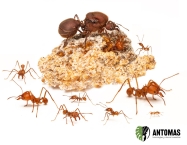 Atta mexicana | Giant Leafcutter Ant | Antomas