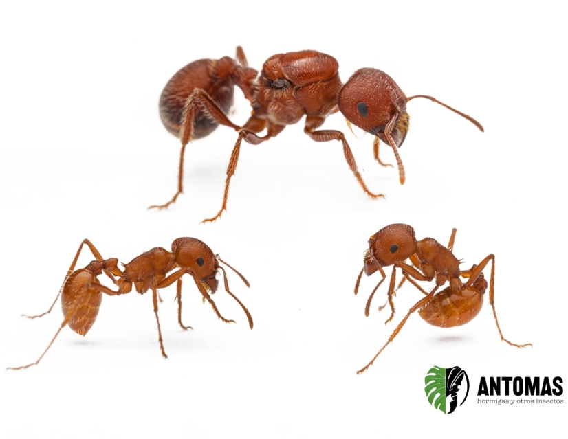Pogonomyrmex barbatus - Hormiga Cosechadora  Roja