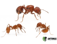 Pogonomyrmex barbatus - Hormiga Cosechadora  Roja
