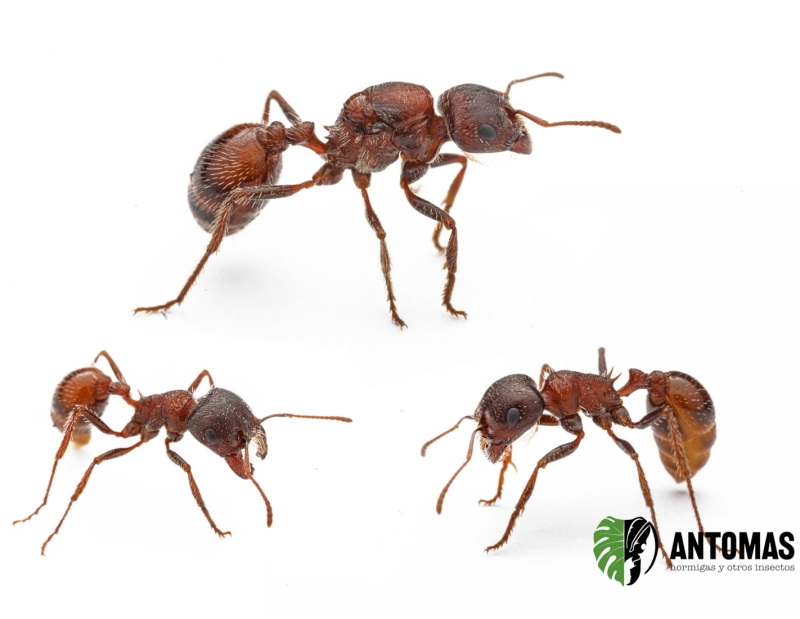 Pogonomyrmex rugosus - Hormiga Cosechadora Rugosa