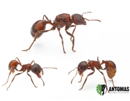 Pogonomyrmex rugosus - Hormiga Cosechadora Rugosa