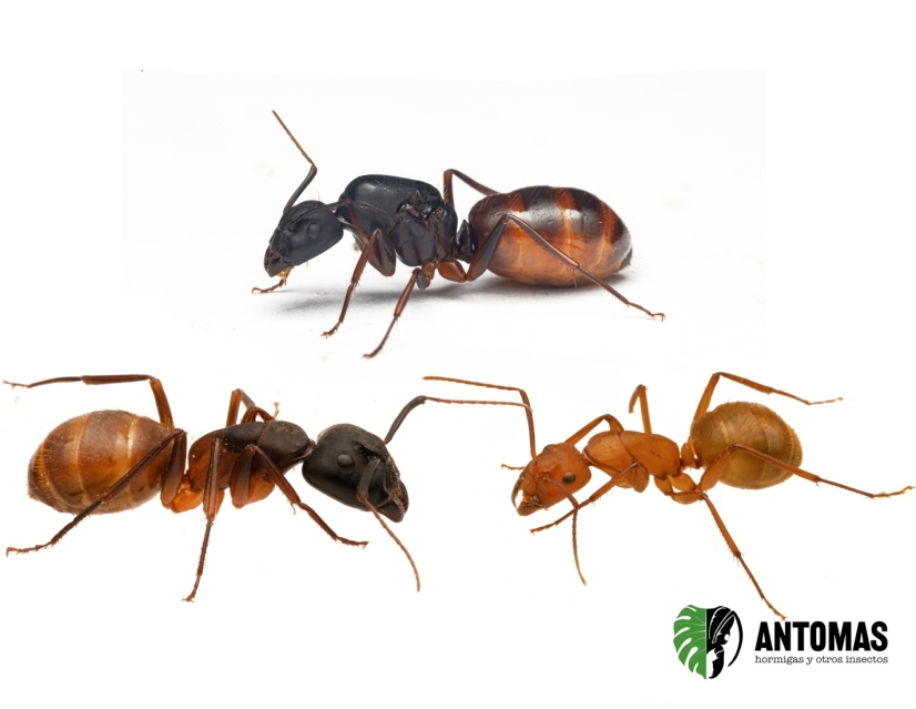 Camponotus CA02 | Compra, cría y cuidados