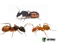 Camponotus CA02 | Compra, cría y cuidados
