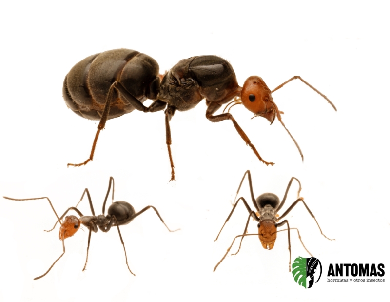 Myrmecocystus placodops | Compra, cría y cuidados