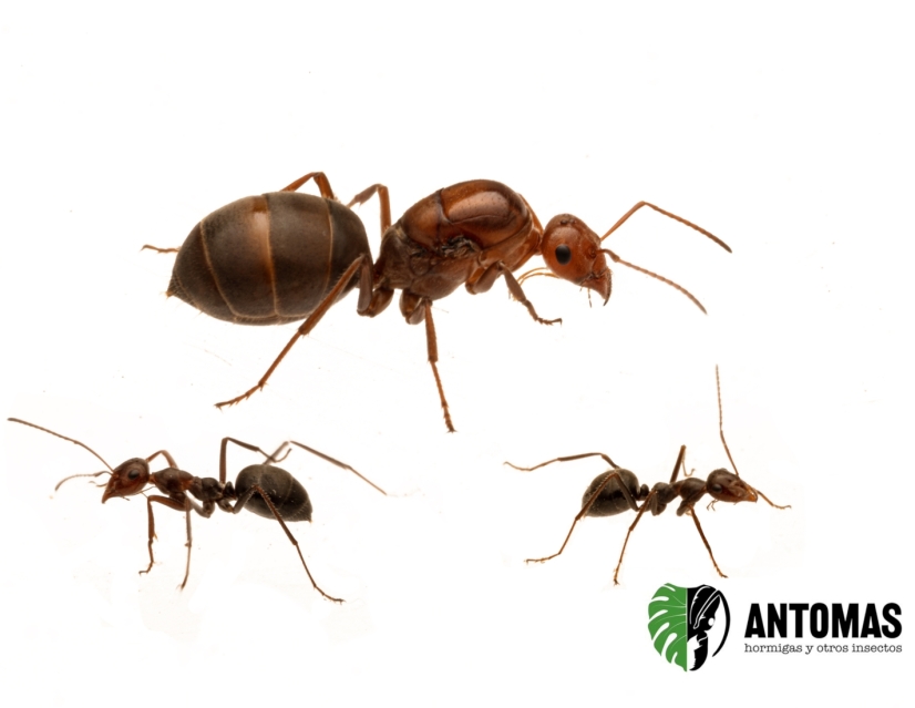 Myrmecocistus mimicus- Hormiga Mielera Bicolor