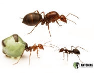Myrmecocystus mimicus- Hormiga Mielera Bicolor