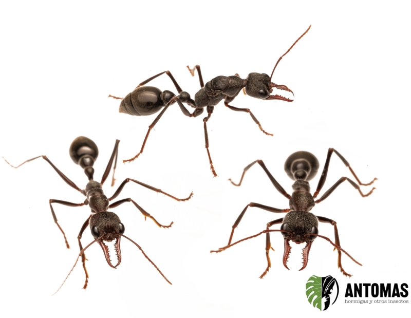 Myrmecia Pyriformis - Hormiga Bulldog Gigante Negra