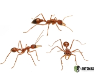 Myrmecia gulosa