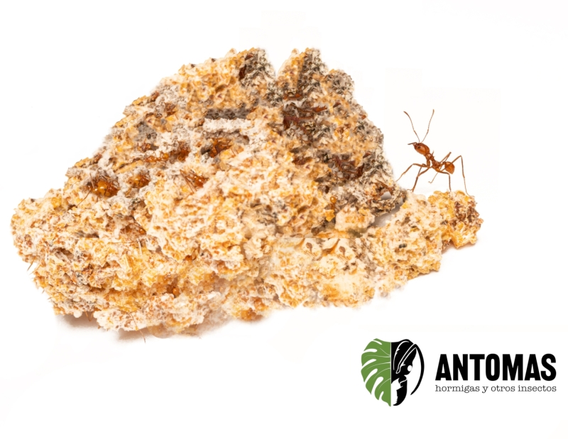 Hongo Leucocoprinus gongylophorus - Refuerzo de hongo para cortadoras
