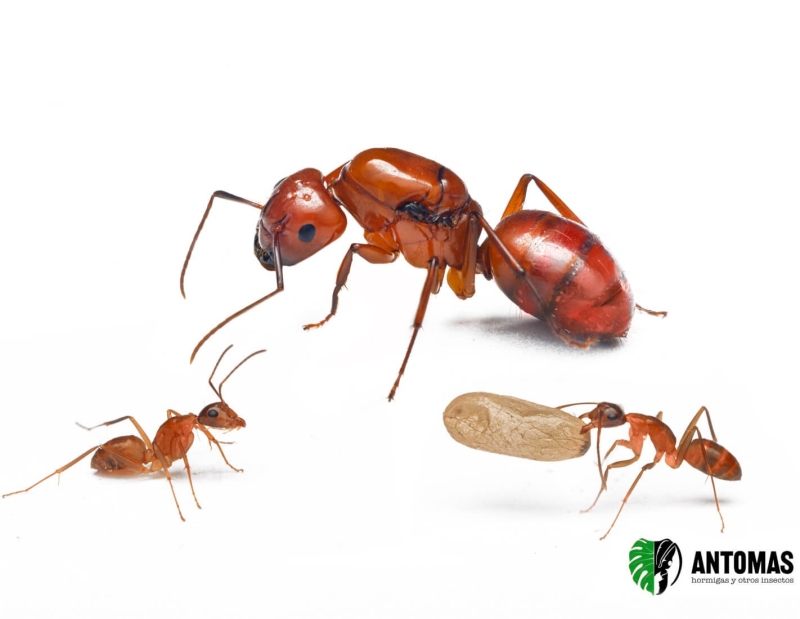 Camponotus castaneus | Achat, élevage et soins 2