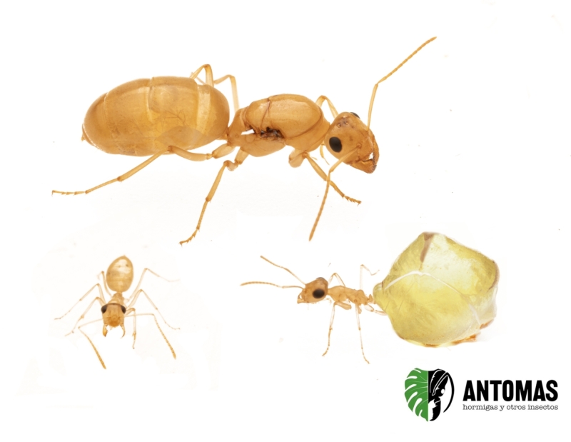 Myrmecocystus christinae - Hormiga Mielera Blanca