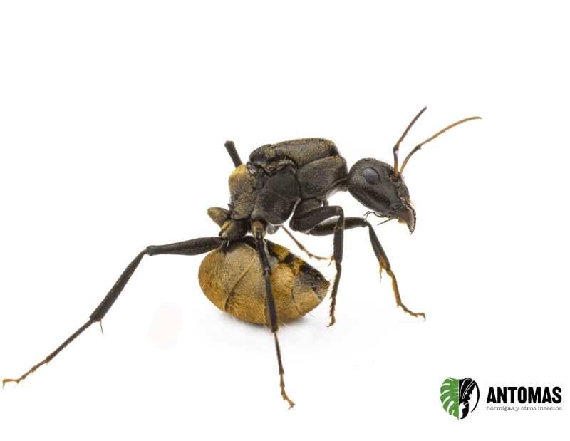 Camponotus sericeus 2