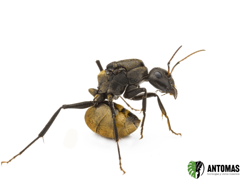 Camponotus sericeus