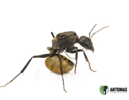 Camponotus sericeus