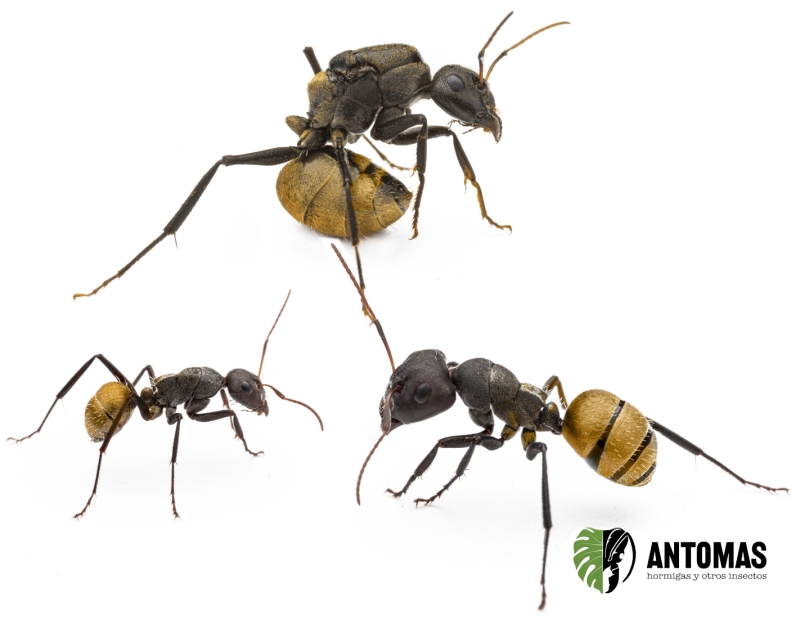 Camponotus sericeus