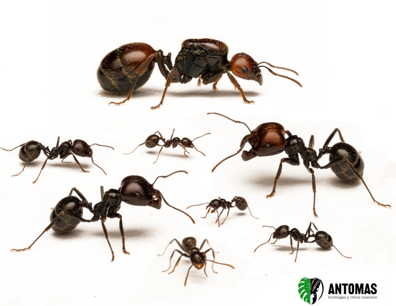 Messor barbarus | Comprar y cuidados | Antomas