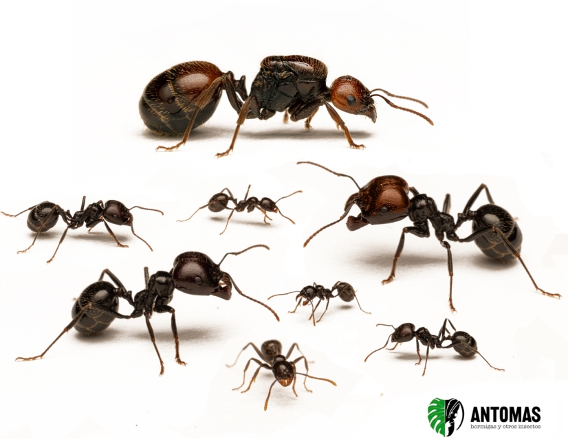Messor barbarus | Comprar y cuidados | Antomas
