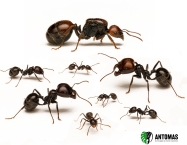 Messor barbarus | Comprar y cuidados | Antomas