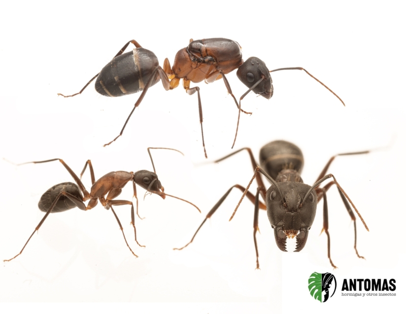 Camponotus barbaricus | Comprar y cuidados | Antomas