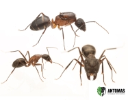 Camponotus barbaricus | Comprar y cuidados | Antomas