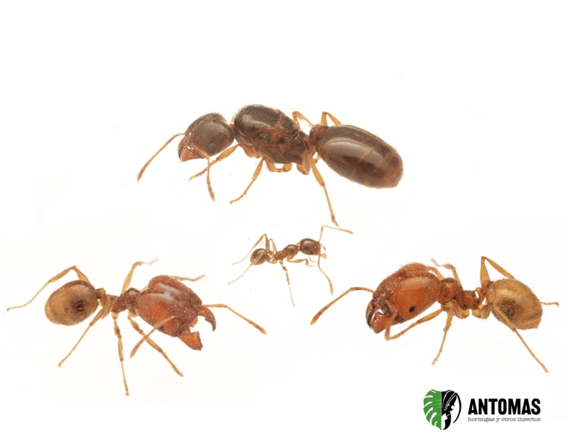 Pheidole pallidula | Comprar y cuidados | Antomas