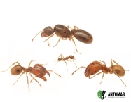 Pheidole pallidula | Comprar y cuidados | Antomas