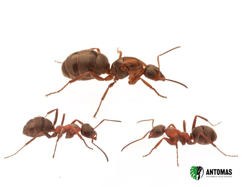 Formica rufibarbis