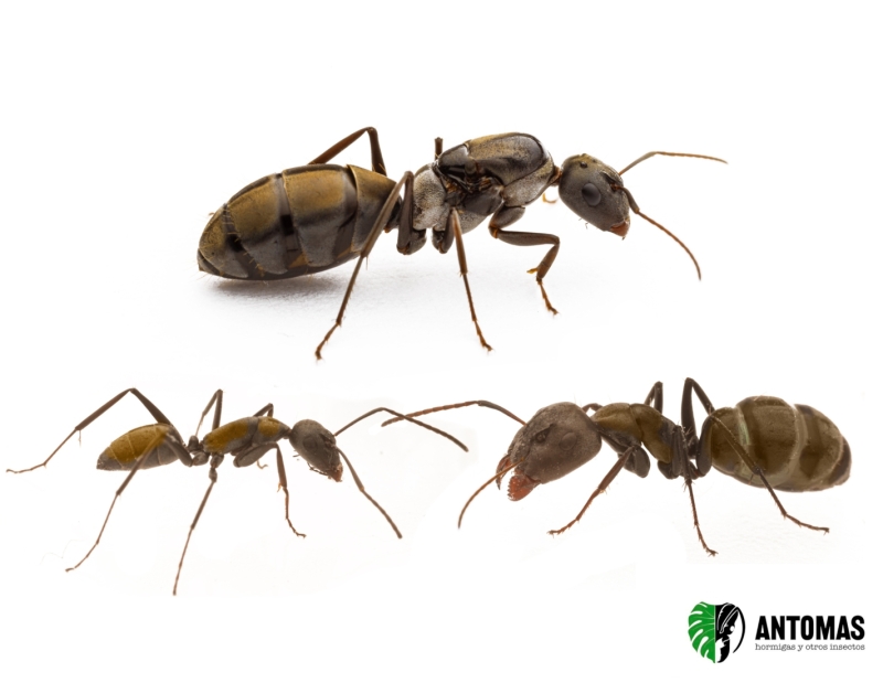 Camponotus flavomarginatus