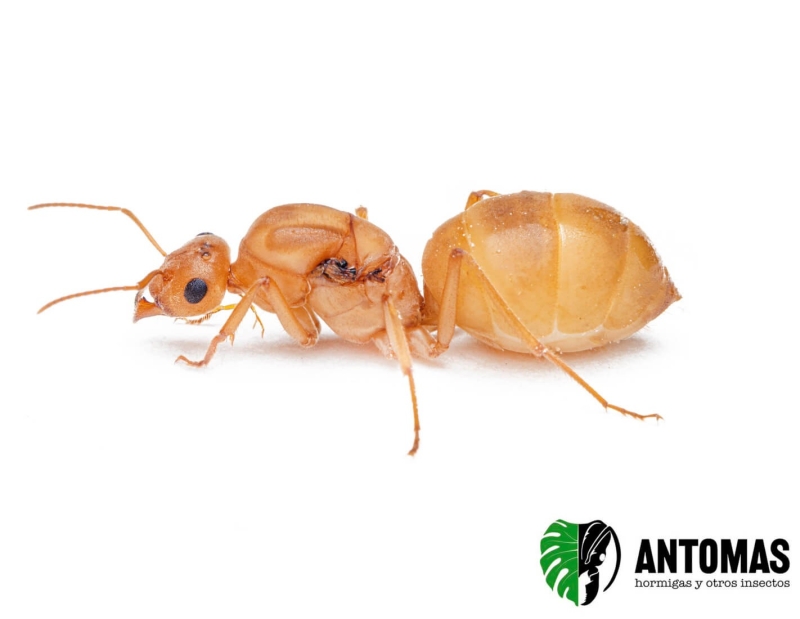 Myrmecocystus mexicanus | Comprar y cuidados | Antomas