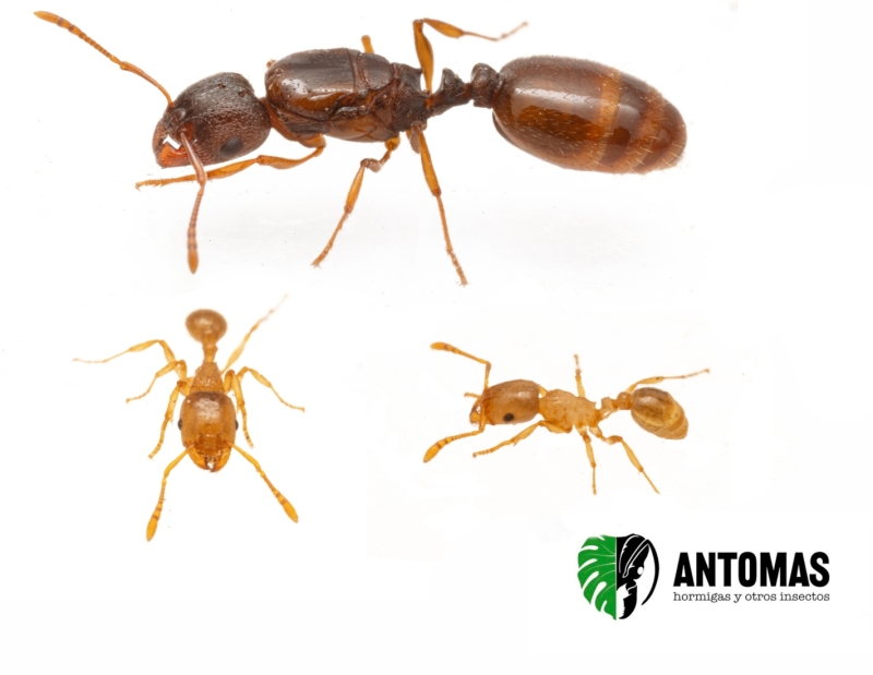Tetramorium semilaeve - Hormiga del Paviemento