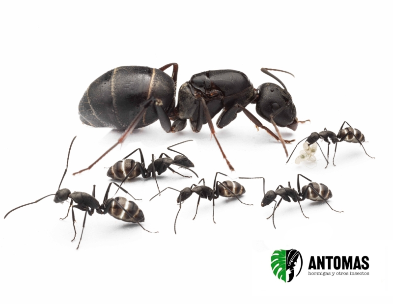 Camponotus micans